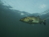A Striped Bass, Morone Saxatilis, Swims off the Coast Photographie par Bill Curtsinger