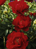 Close View of Red Peony Blossoms Photographic Print by Anne Keiser