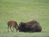 American Bison Calf Playfully Butts Heads with Mother Photographic Print by Norbert Rosing