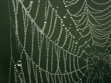 A Close View of a Spiderweb Photographic Print by Joel Sartore
