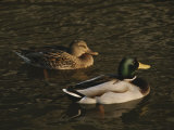 A Pair of Mallard Ducks Go for a Swim Photographic Print by Ted Spiegel