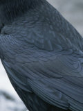 Gros plan du dos et de l'aile d'un grand corbeau Photographie par Tom Murphy