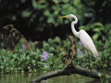 A Great Egret, Casmerodius Albus, Perches on Fallen Tree Limb Photographic Print by Tim Laman