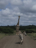 A Zebra and Giraffe Walk Down a Dirt Road in the Park Photographic Print by Stacy Gold