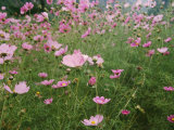 Wildflowers Above the Village of Namche Photographic Print by Michael Klesius
