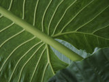 Close View of the Underside of Rain Forest Foliage Lámina fotográfica por Michael Melford Close View of the Underside of Rain Forest Foliage Lámina fotográfica por Michael Melford