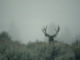 Rear View of a Mule Deer Buck with Impressive Antlers Photographie par Michael S. Quinton