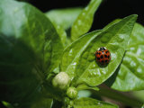 Close View of a Ladybug on a Leaf Photographic Print by Kenneth Garrett