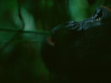 A western lowland gorilla (Gorilla gorilla gorilla) looking puzzled Lámina fotográfica por Michael Nichols