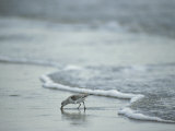 Sandpiper Foraging in the Surf Lámina fotográfica por Joel Sartore Sandpiper Foraging in the Surf Lámina fotográfica por Joel Sartore