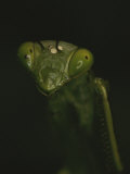 Close View of a Praying Mantis Photographic Print by Michael Melford