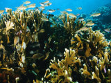 Récif de corail et vie aquatique, Océan Pacifique Photographie par Joe Stancampiano