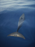 A Pacific Spotted Dolphin Swims Along the Surface of the Water Photographic Print by Bill Curtsinger