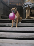 A Tough Looking Bulldog Delicately Holds a Balloon in Morro Bay Reprodukcja zdjęcia autor Marc Moritsch A Tough Looking Bulldog Delicately Holds a Balloon in Morro Bay Reprodukcja zdjęcia autor Marc Moritsch