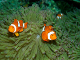 Western Clown Anemonefish Swim Among the Tentacles of a Magnificent Sea Anemone Fotografisk tryk af Wolcott Henry