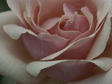 Close View of a Pink Rose Blossom Photographic Print by Ted Spiegel