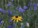 Black-Eyed Susan Photographie par Brian Gordon Green