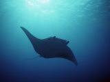 Un raie manta, îles de Yap, Caroline Islands, Micronésie Photographie par Joe Stancampiano