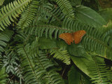 Un papillon léopard orange se repose sur des fougères Photographie par Nicole Duplaix