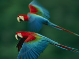 A Mated Pair of Red-And-Green Macaws Photographie par Joel Sartore