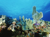 Underwater View of a Reef in the British Virgin Islands Photographic Print by Raul Touzon