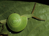 A Close View of a Green Snail on a Leaf Photographic Print by Tim Laman