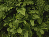A Close View of Ferns and Hellebore Photographic Print by Raymond Gehman