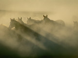 Horses Run Home Photographic Print by Sisse Brimberg
