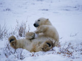 A Polar Bear Plays with a Snowball While Lying on its Back Photographic Print by Paul Nicklen