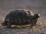 Desert Tortoise (Gopherus Agassizi) Stores Water Beneath its Shell Photographic Print by Jonathan Blair