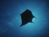 A Manta Ray Silhouetted by Sun Rays Filtered Through Water Photographie par Raul Touzon