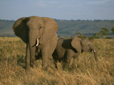 A Female Elephant with Her Baby on a Masai Mara Plain Photographic Print by Roy Toft