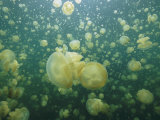 Mastigias species jellyfish fill landlocked Jellyfish Lake in Palau Lámina fotográfica