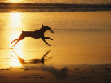 A Pet Dog Runs with a Frisbee on a Beach 写真プリント - ビル・ビル・カートシンガー