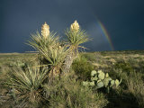 Desert Landscape with Yucca and Prickly Pear Cacti and Rainbow Photographic Print