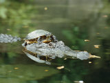A Yellow-Bellied Turtle Hitches a Ride on the Head of an Alligator Photographic Print by Norbert Rosing
