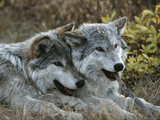 Two Gray Wolves, Canis Lupus, Rest after Playing with a Stick Photographie par Jim And Jamie Dutcher