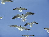 Laughing Gulls Hover against a Blue Sky Photographie par Al Petteway