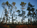 View at Sunset of Towering Pine Trees in Everglades National Park Photographic Print by Raul Touzon