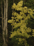 Aspens Stand Tall in This Woodlands View Photographic Print by Raymond Gehman