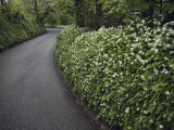Haies le long d'une route du sud des Cornouailles Photographie par Sam Abell
