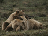 A Grizzly Mother and Her Cub Lounge Together in a Field Photographie par Michael S. Quinton