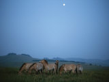 Herd of Captive Przewalskis Horses at the Wilds, Ohio 写真プリント - マイケル・ニコルズ Herd of Captive Przewalskis Horses at the Wilds, Ohio 写真プリント - マイケル・ニコルズ
