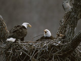 A Pair of American Bald Eagles in Their Nest Photographic Print by Roy Toft