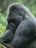 Profile of a Silverback Moutain Gorilla in the Rain Photographie par Michael Nichols