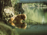 Chien domestique dans l'eau peu profonde d'une crique Photographie par Bill Curtsinger