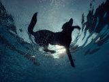 Vue sous-marine d'un labrador noir en train de nager Photographie par Bill Curtsinger