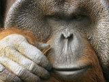 A Portrait of a Captive Male Orangutan Photographic Print by Norbert Rosing