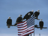 A Group of Northern American Bald Eagles Sit on a Trees Sparse Perches Lámina fotográfica por Norbert Rosing