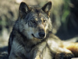 Loup gris Photographie par Joel Sartore